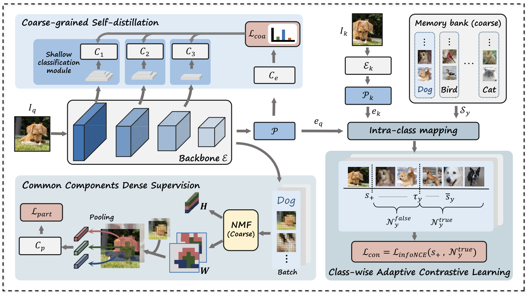 Overview of coarse-grained self-distillation, dense supervision, and class-wise adaptive contrastive learning